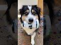 This Dog's Painting Skills Are Actually Incredible! 🐕✨ #animals #shorts #viralshorts