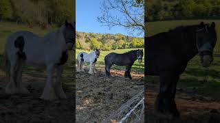 boxley riding school
