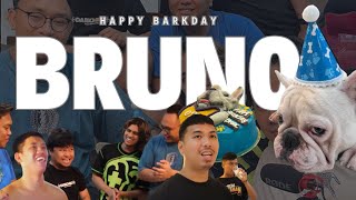 BRUNO'S BIRTHDAY With Congpound Dogs and Wild Dogs | Clouie Dims