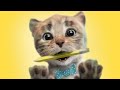 Play Fun Pet Care Kids Game - Little Kitten My Favorite Cat - Fun Cute Kitten Game For Children