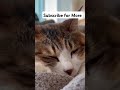 cute relaxing kitten #relaxing rel #cute #cat #shortsfeed