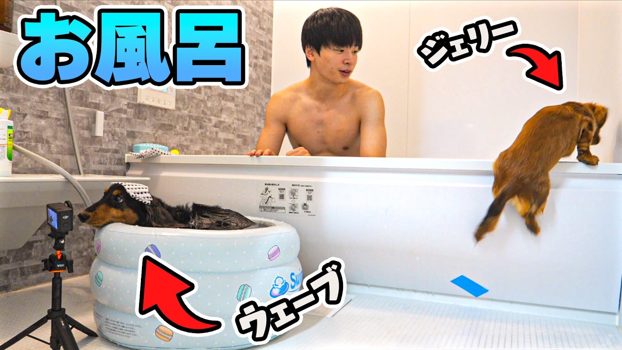お風呂が好きすぎて自分から入る犬【可愛すぎ】