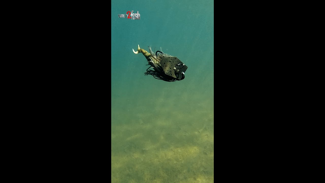 👀👂Z-Man JackHammer and Big Blade ChatterBait Comparison 