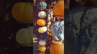 Tour a pumpkin house at Coburn Farms in New Brunswick