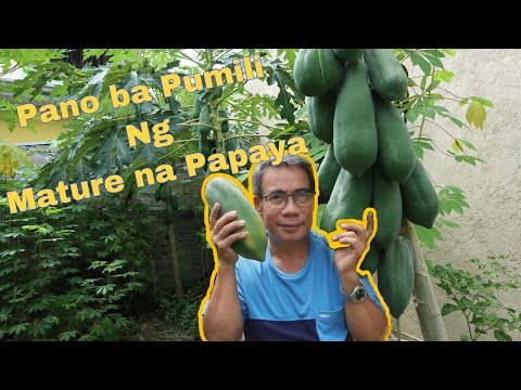 Video: Chestnut Harvest Time - Alamin Kung Paano At Kailan Mag-aani ng Chestnuts