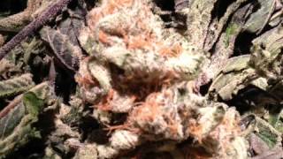 Mr. Spliff stills