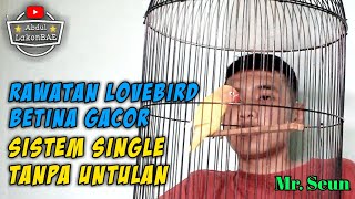 Tips Rawatan Harian & Lomba Lovebird Betina Gacor Dengan Sistem Single Tanpa Untulan