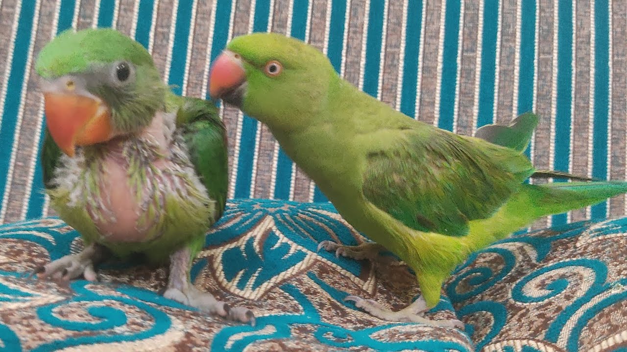 🤗 Baby parrot & Rio ke Funny Moments 😜 (@anuandsuji) #indianparrotrio # ...