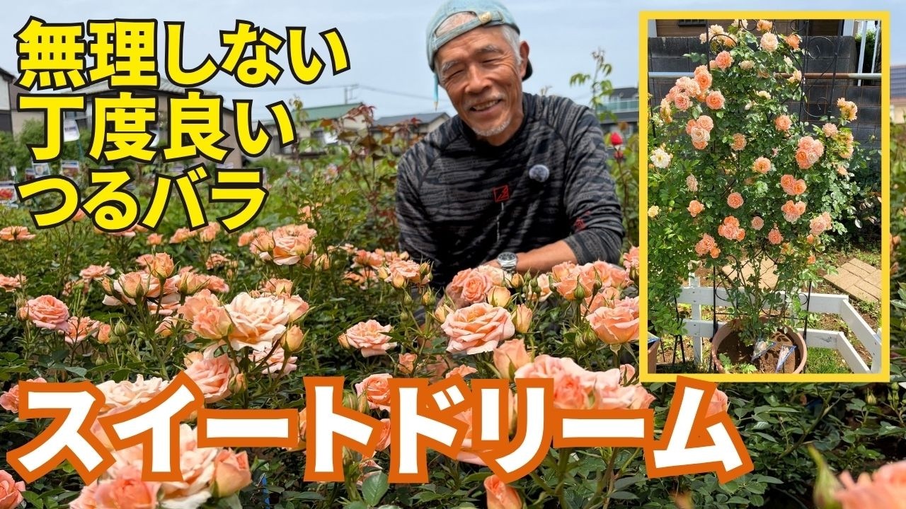 スイート ドリーム ｜バラ苗の通販の篠宮バラ園