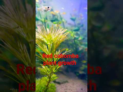 red cabomba plant/red cabomba aquarium plant