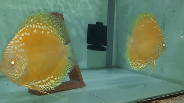 cá dĩa đẻ bồ câu abino /dòng cá mắt đỏ giá trị cao không bị tiêu.