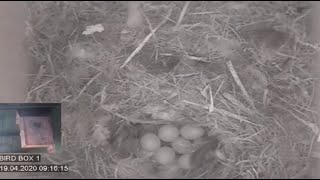 WAS LIVE - Blue Tit Nest Box from Somerset - UK - Spring 2020