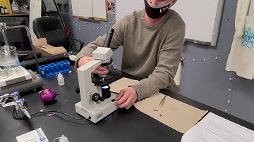 Diffusion Through a Membrane Part 7: Focusing on our cell