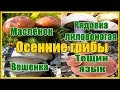 Осенние грибы где собирать как готовить / Съедобные осенние грибы тихая охота