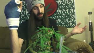 Colorado Weed Plant-My Baby! (Girl Scout Cookies Flower)-PHO Wax!! !!WERE BACK!!!