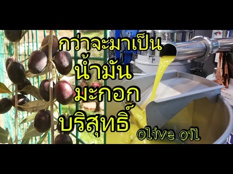 การทำน้ำมันมะกอกบริสุทธิ์ Extra Virgin Olive Oil