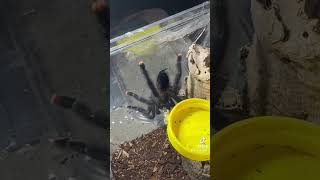 Tong Feeding One Of My Juvenile Avic Avic I Just Love The Colors The Avics Have