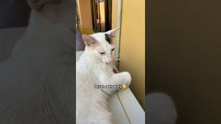 Do You Agree cutecat cats catmemes tigahthecat