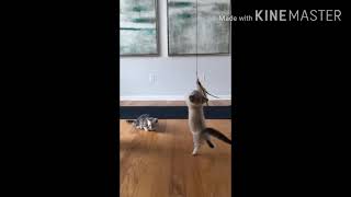 Funny cats !! Cute and funny cat videos compilation by KKR tech 50 views 3 years ago 4 minutes, 22 seconds