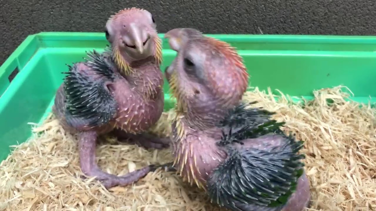 アカ インコ ナガ ズ ハネ