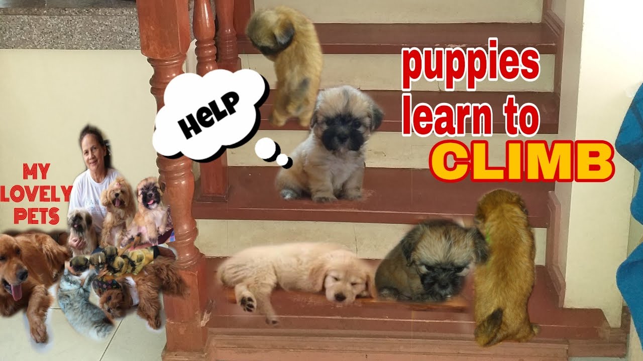 SHIHTZU PUPPIES LEARN TO CLIMB STAIRS FIRSTIME CLIMB YouTube