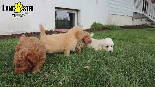 Cuddly Bichpoo Puppies