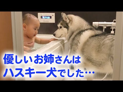 とっても優しいハスキー犬が、赤ちゃんのお姉さんに♡ ハスキー流の子育て日記｜PECO【ナレーション有】