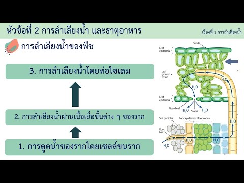 การลำเลียงน้ำ และธาตุอาหารของพืช Water and minerals transport | EP. 2 | ชีววิทยา 3 | Anchan__