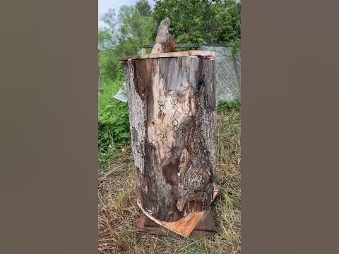 Руническая пчелиная колода #мещера #проторуны #DK #Команда_поиска_НАШли ...