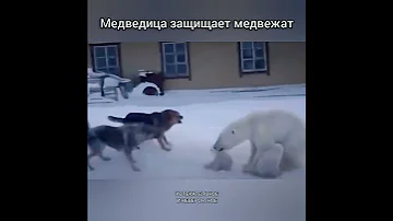 Медведица защищает медвежат