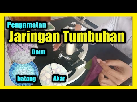 Video: Jenis mikroskop apa yang dapat digunakan untuk mengamati sel dan jaringan hidup?