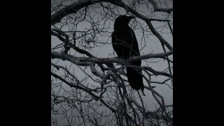 Intro looped 1 hour of Love - Wave to earth