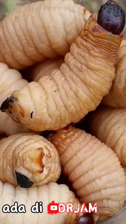 ULAT SAGU KAYA DENGAN PROTEIN TINGGI #vlog #trending #viral #amazing