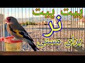 پیت پیت صدای نر سایره برای مستی نر و مادهThe Best Male Gold Finch Training Song For Male And Female 