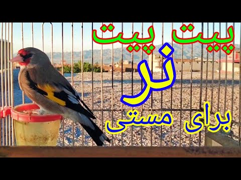 پیت پیت صدای نر سایره برای مستی نر و مادهThe Best Male Gold Finch Training Song For Male And Female 