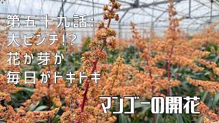 第五十九話】花か？新芽か？ 〜 遅れに遅れた開花の様子 〜 - YouTube