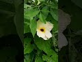 Nature unkhown Flower