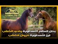 الخيل العربي الأصيل بطل العالم الأسطورة وادي الشقب ابن الأسطورة مروان الشقب Wadee Al Shaqab 