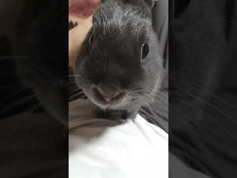 ♡ぎんた♡ぼくは怒ってるんだからね😤♡ #rabbit #bunny