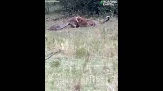 Python And Leopard Between Of Battle