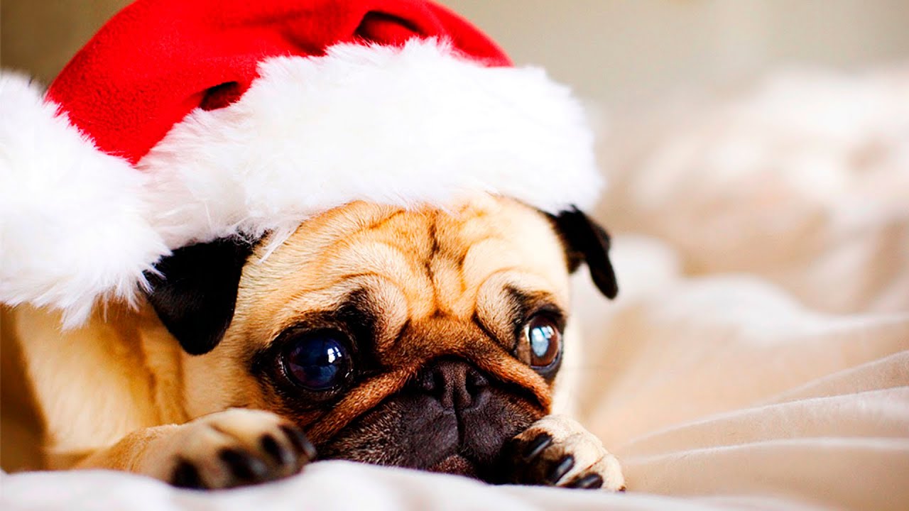 Funny Christmas Dogs