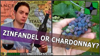 Which Grape Varietals Grow Best in your Area? | Growing Grapes in 5 Gallon Buckets