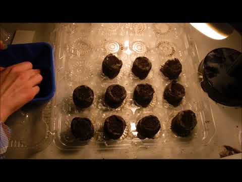 Video: How To Sow Begonia Seeds In Granules