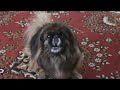 Собака поет - поющий пекинес