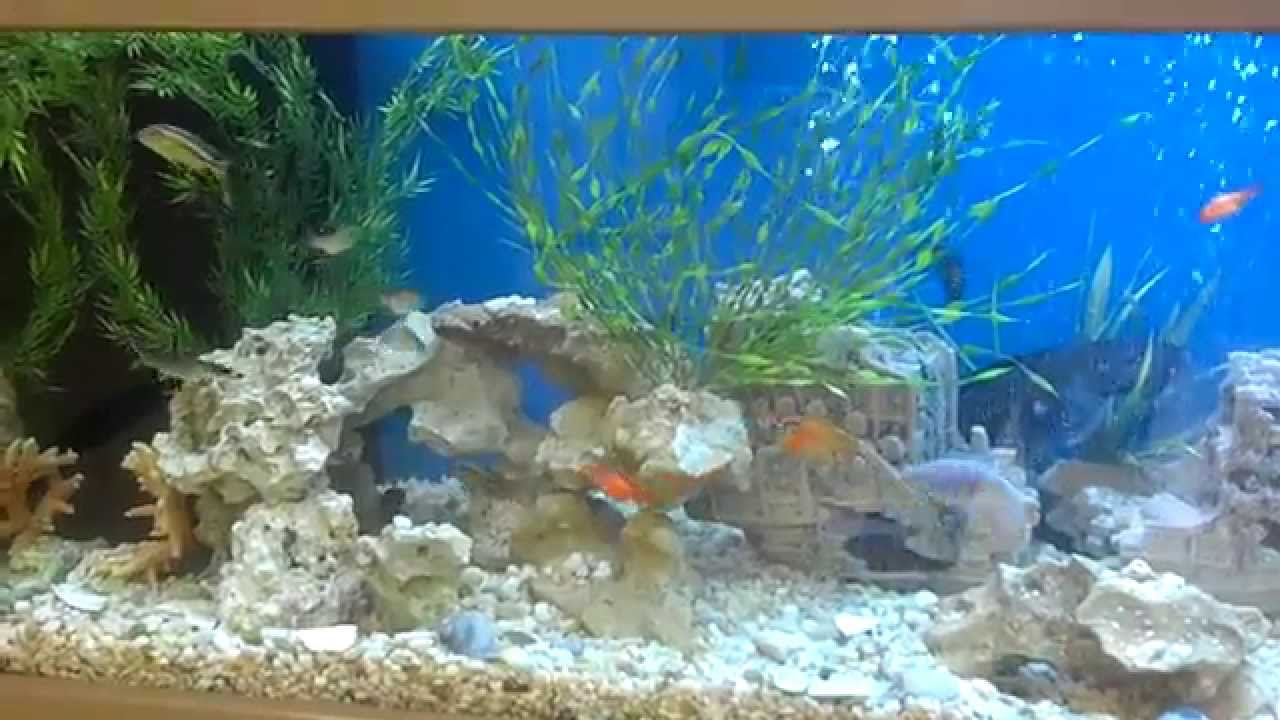 Live Aquarium YouTube