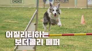 어질리티하는 강아지 보더콜리 페퍼 / 귀여운 강아지 영상 모음