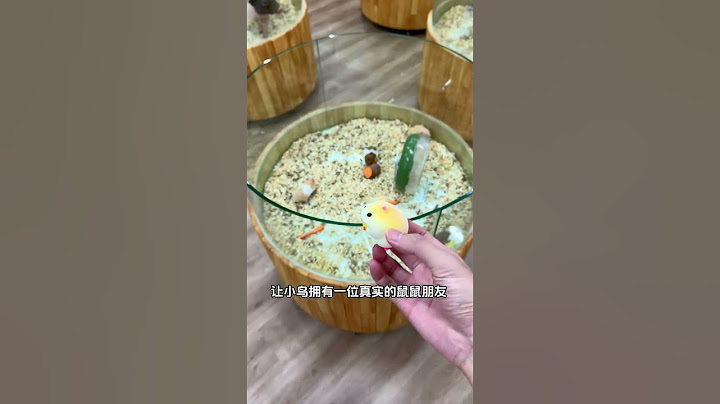 当我把小鸟的玩偶变成现实#鹦鹉 #萌宠