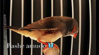 Dunya Buya Zindan🙇🏻😞