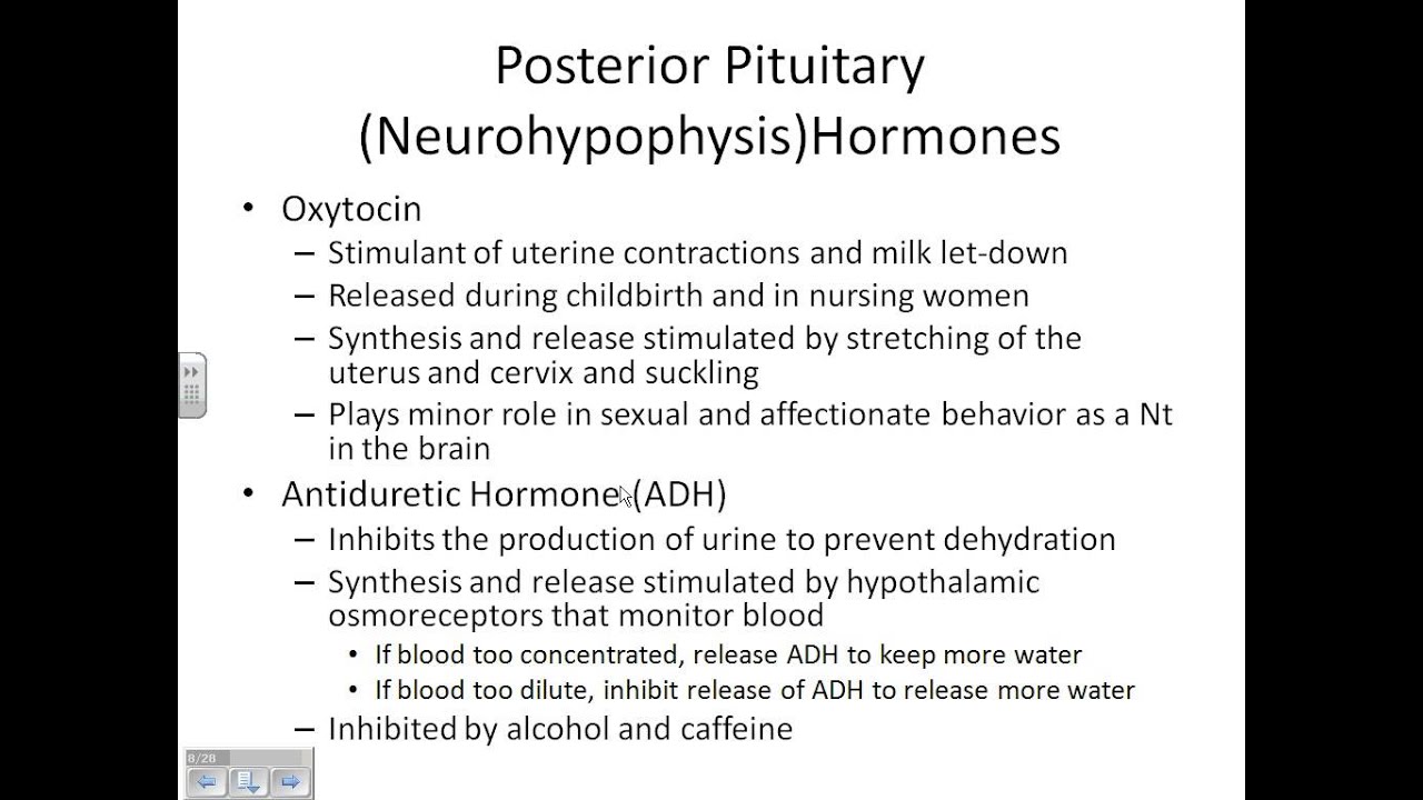 A&PII Chapter 16 Endocrine part 1