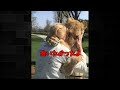 恩を忘れないライオンの姿に感動#shorts
